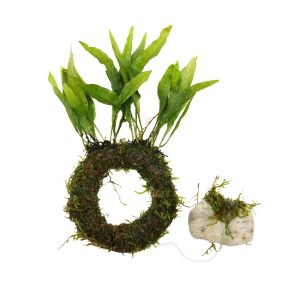 Floating Java Ring & Plant