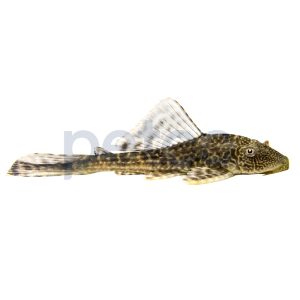 Butterfly Plecostomus L-052