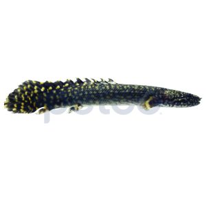 Ornate Bichir