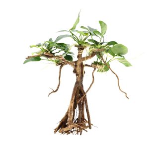 Anubias Banyan Tree