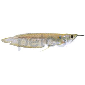 Silver Arowana