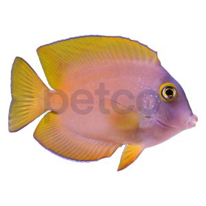 Yellow Gold-Ring Bristletooth Tang