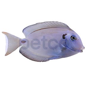 Lieutentant Tang