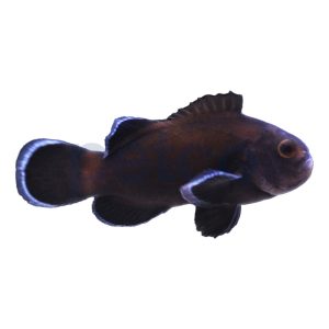 Aquacultured Midnight Ocellaris Clownfish