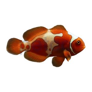 Aquacultured Lightning Maroon Clownfish