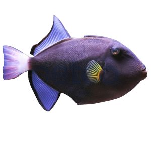 Pinktail Triggerfish