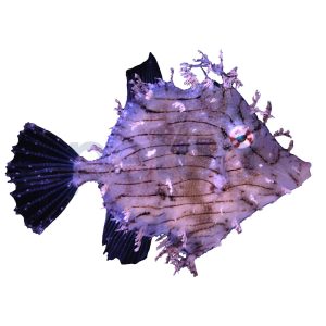 Tassled Filefish