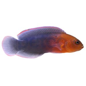 Dilectus Dottyback