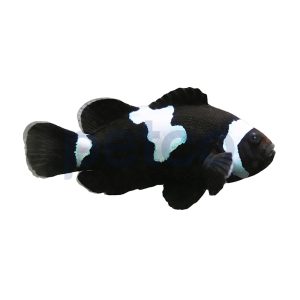 Aquacultured Midnight Lightning Ocellaris Clownfish