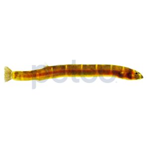 Giant Kuhli Loach