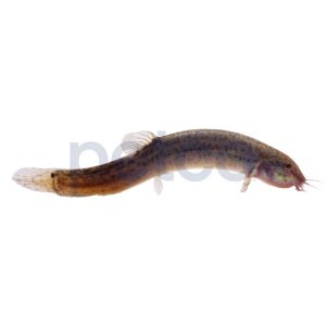 Dojo Loach