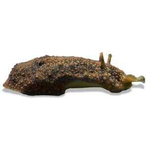 Green Sea Hare