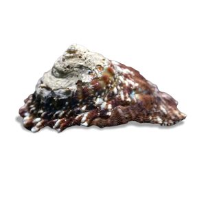 Spiny Star Astrea Snail