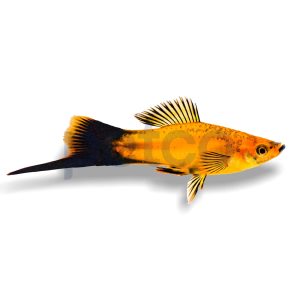 Marigold Wag Swordtail