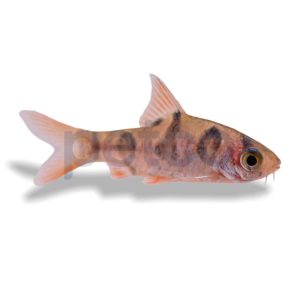 Rhombo Snakeskin Barb
