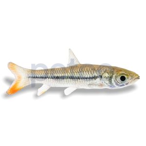 Red-finned Cigar Barb