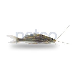 4-Line Pictus Catfish