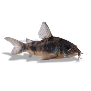 Peppered Cory Catifish