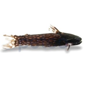 Milky Way Woodcat Catfish