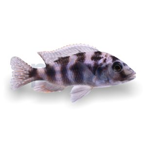 "Super VC-10" Milomo Cichlid
