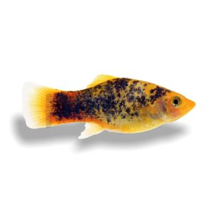 Calico Sunset Platy