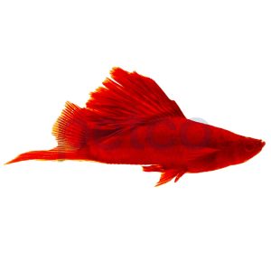 Red Velvet Cauliflower Swordtail