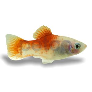 Peppermint Platy
