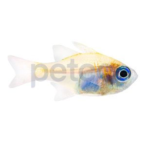 Longspine Cardinal