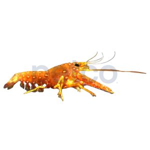 Red Lobster