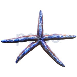 Colored Phataria Star