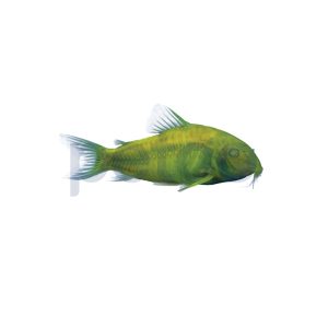Celestial Yellow Corydoras Catfish