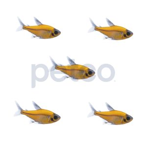 Sunburst Orange Pristella Tetra