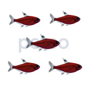 Starfire Red Pristella Tetra
