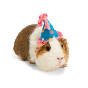 YOULY Birthday Crown Small Animal Hat