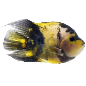 Yellow Tiger Shortbody Cichlid