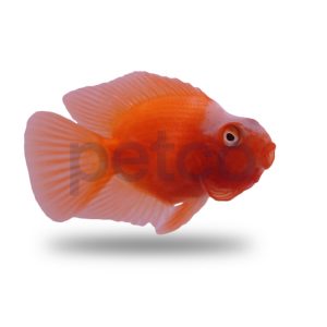 Red & White Parrot Cichlid