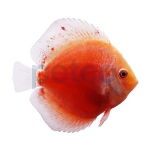 White & Red Discus