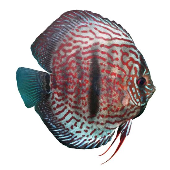 3987672-center-1.jpg 3987672-center-1.jpg