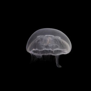 Aquacultured Moon Jellyfish