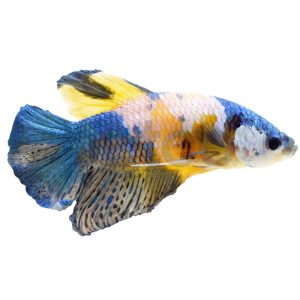 Male Tiger Koi Plakat Betta