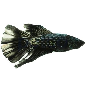 Male Black Mamba Halfmoon Betta