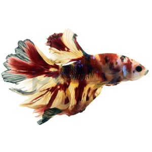 Male Multicolor Halfmoon Betta