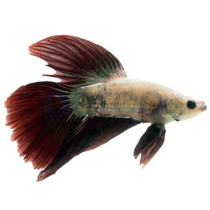 Male Dragon Halfmoon Betta