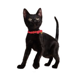 YOULY Valentine's Breakaway Cat Collar