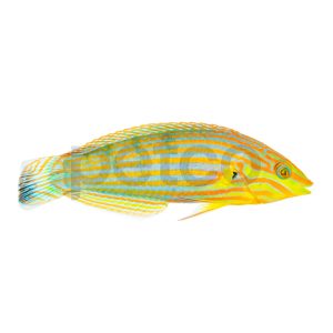 Male Pinstriped Wrasse