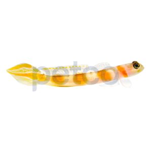 Pinkbar Flagtail Goby