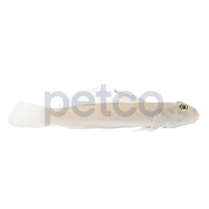 Blue Dot Sleeper Goby