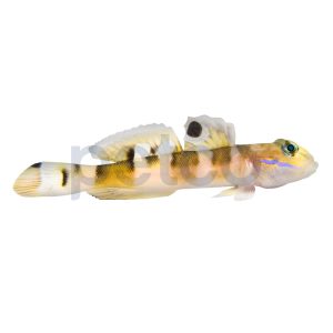 Tiger Wardi Watchman Goby