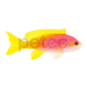 Female Pictilis Anthias