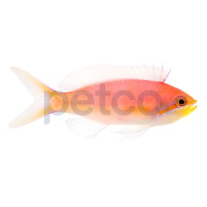 Dispar Anthias